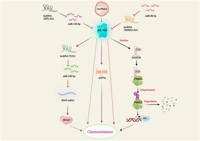 RNA binding proteins in cancer chemotherapeutic drug resistance